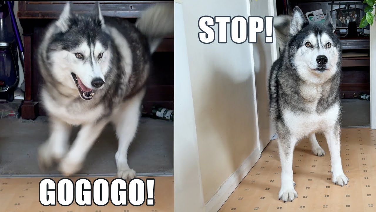 One Word Activates My Husky! One Deactivates Him!