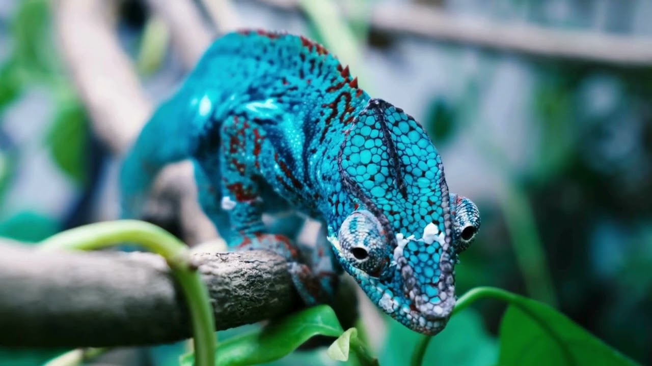Chameleon Chronicles The Colorful World of Nature's Masters 🌈🦎