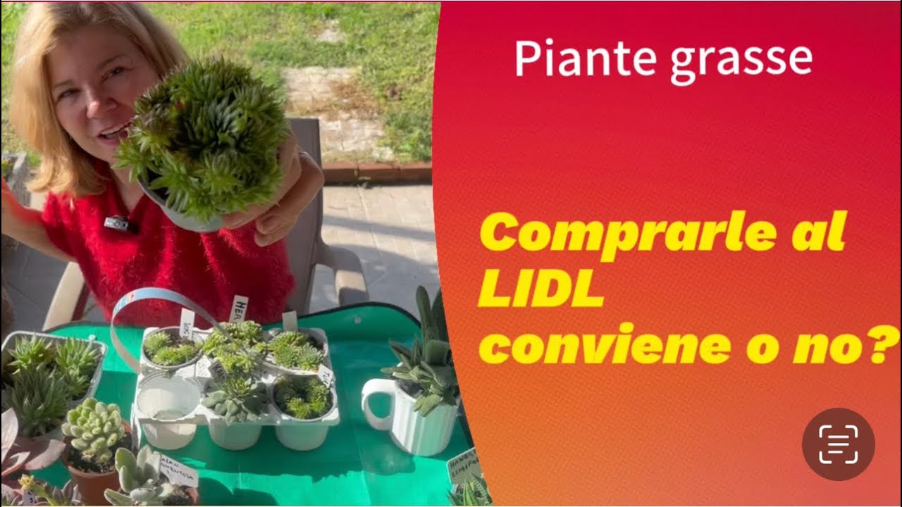 Piante grasse del Lidl: Affare o fregatura?