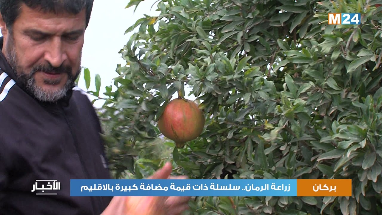 زراعة الرمان.. سلسلة ذات قيمة مضافة كبيرة ببركان
