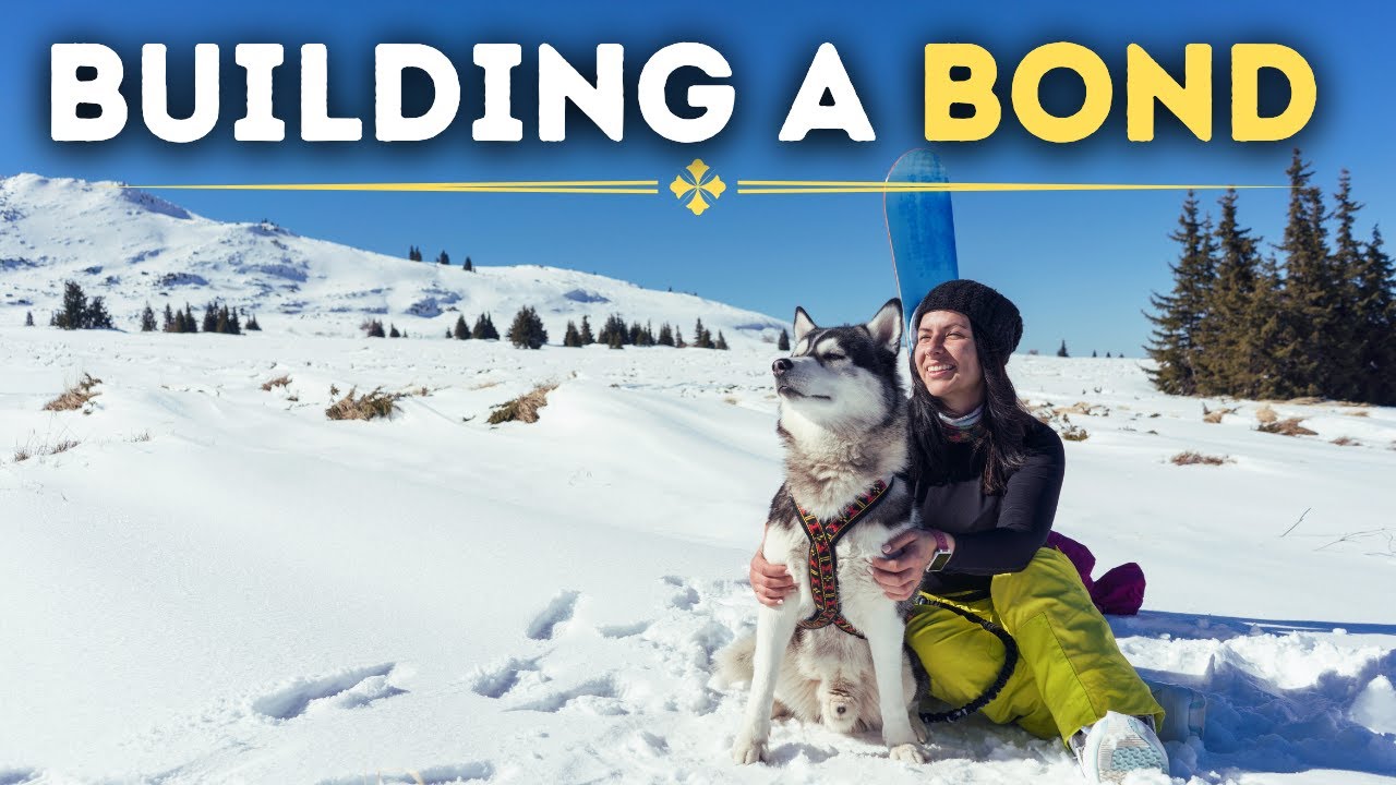 5 Ways On How To Build A BOND With Your Husky!