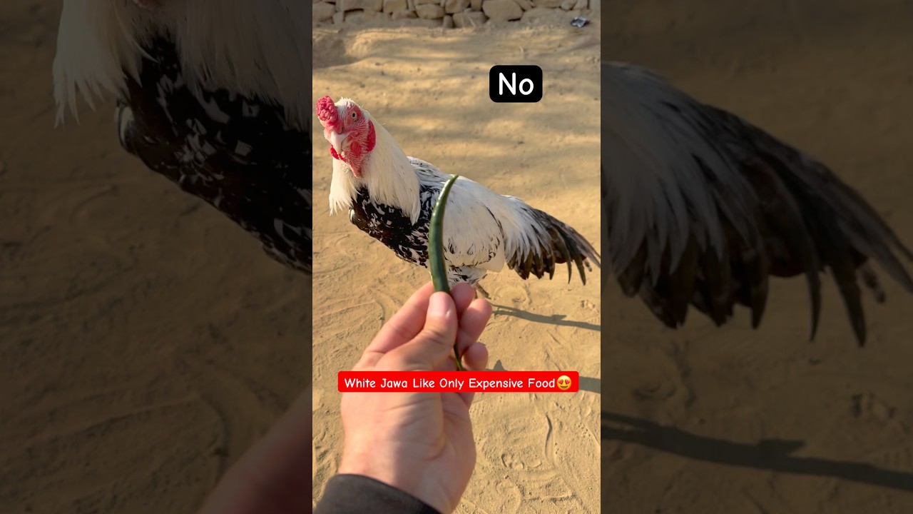 Check Out The Rooster&rsquo;s Attitude During Feeding😀#shorts #rooster #birds