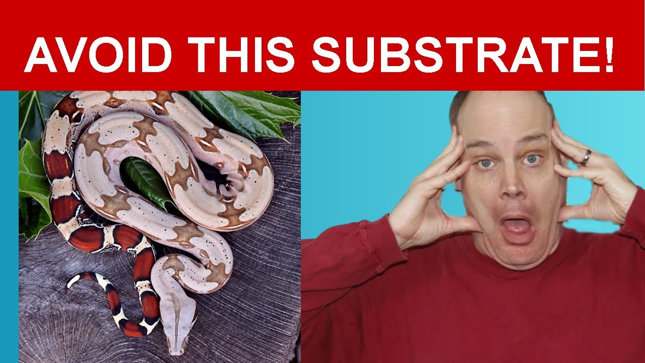 Boa Constrictor Enclosure Substrates