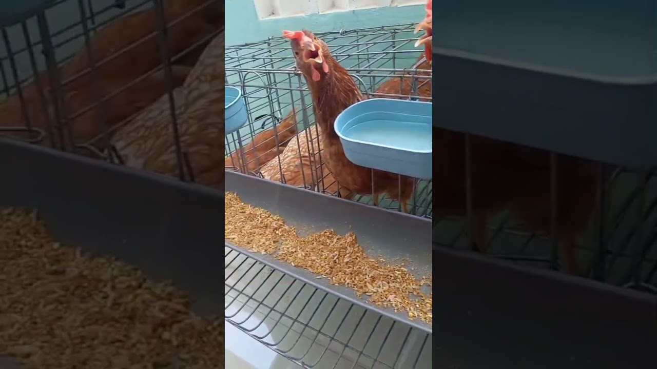 Morning with My Egg-Laying Hens 