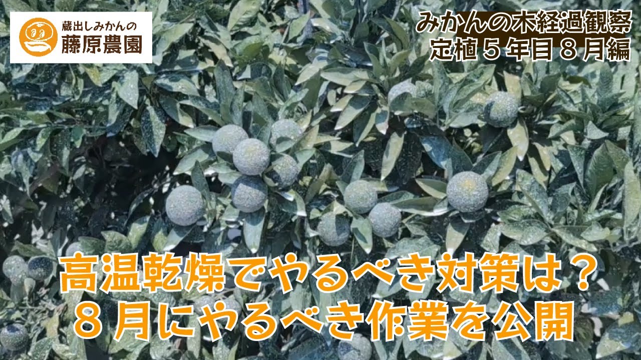 みかんの日焼け対策にホワイトコートやってみました～みかん成長観察2025年8月編～