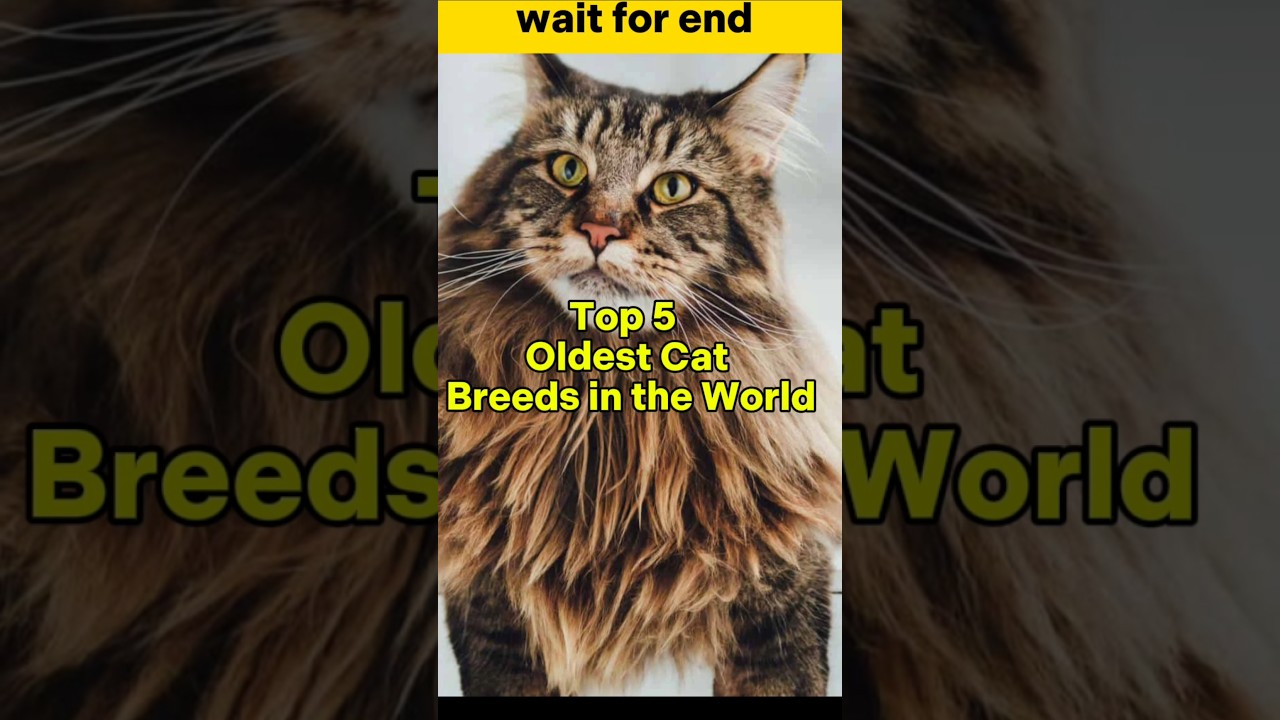 Top 5 Oldest Cat breeds in History 
