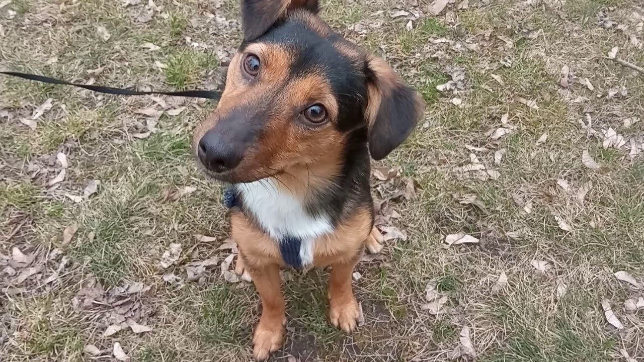 Kundelek na wiosennym spacerze.