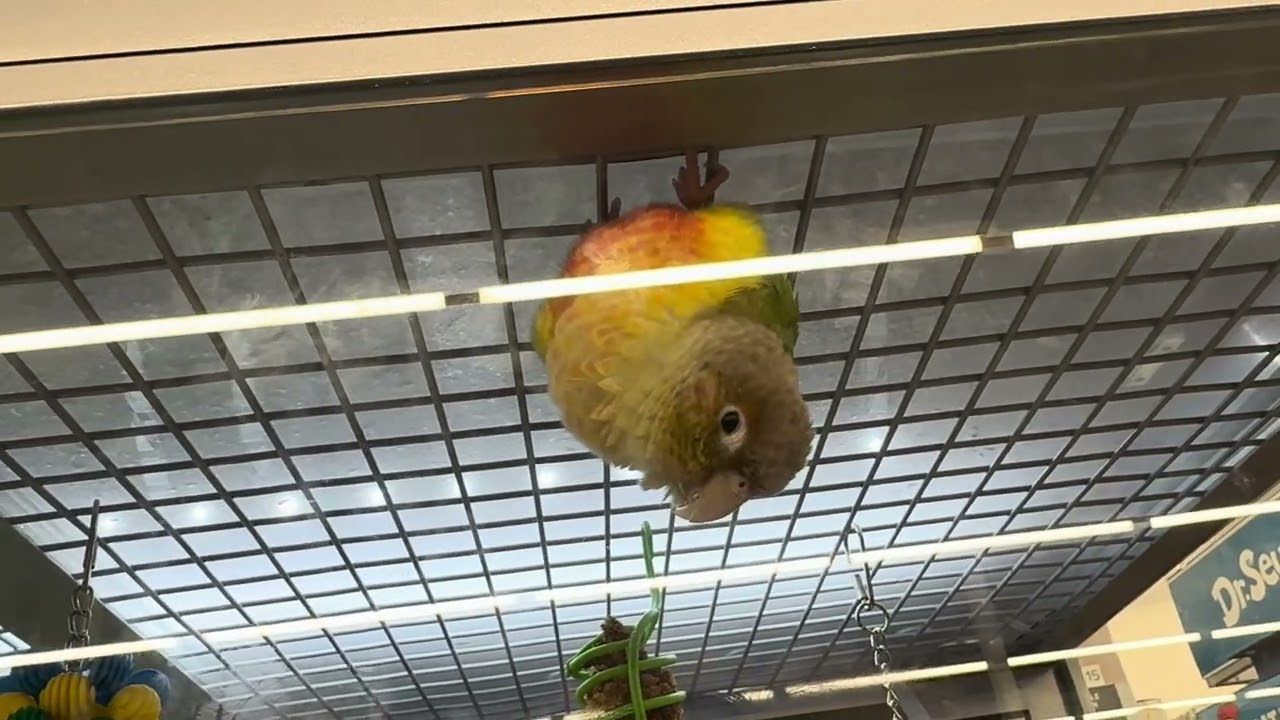 sick bird