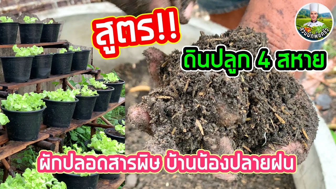 วิธีปรุงดินปลูก 4 สหาย | สูตรของสวนผักปลอดสารพิษบ้านน้องปลายฝน | สวนผักพ่อครัว