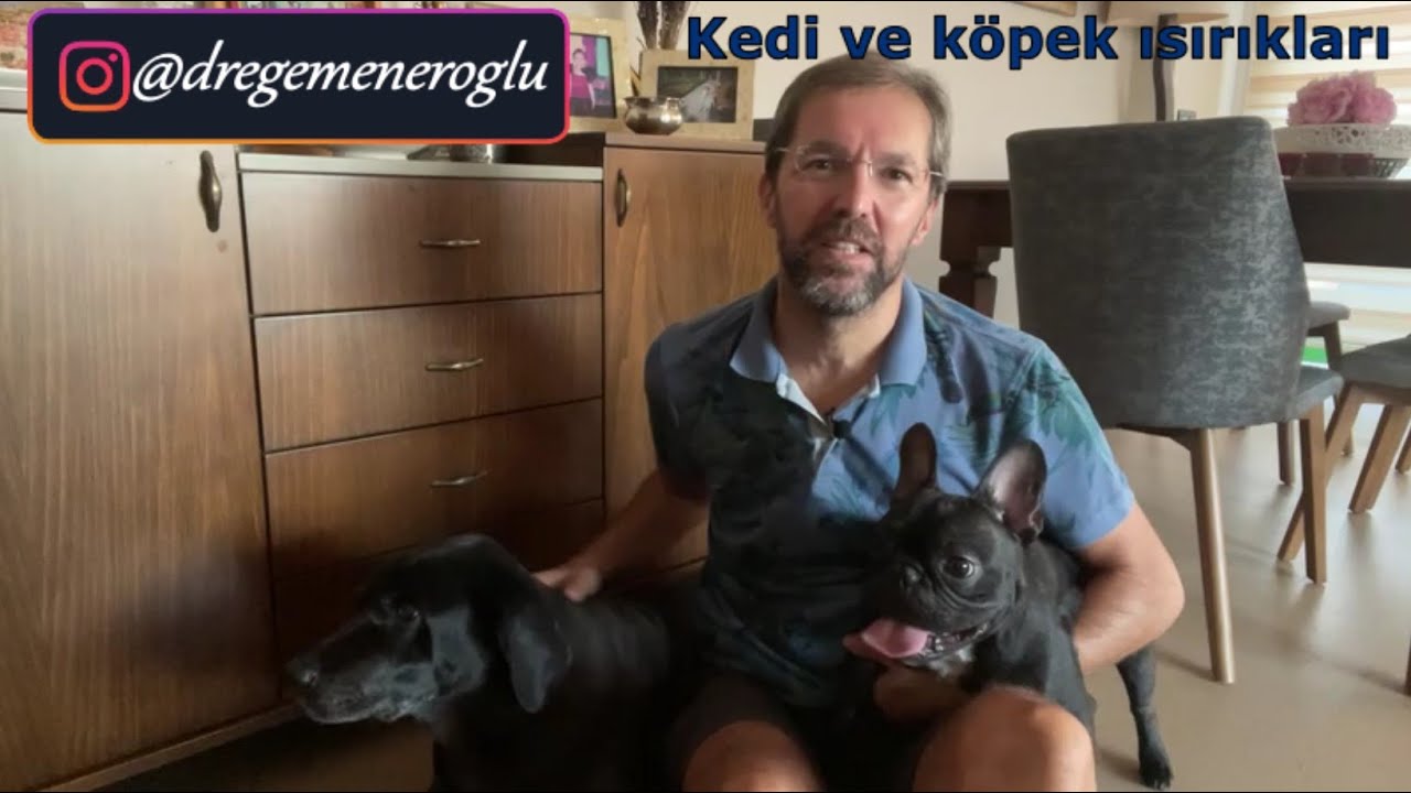 Kedi ve köpek ısırıkları... Prof.Dr. Egemen Eroğlu