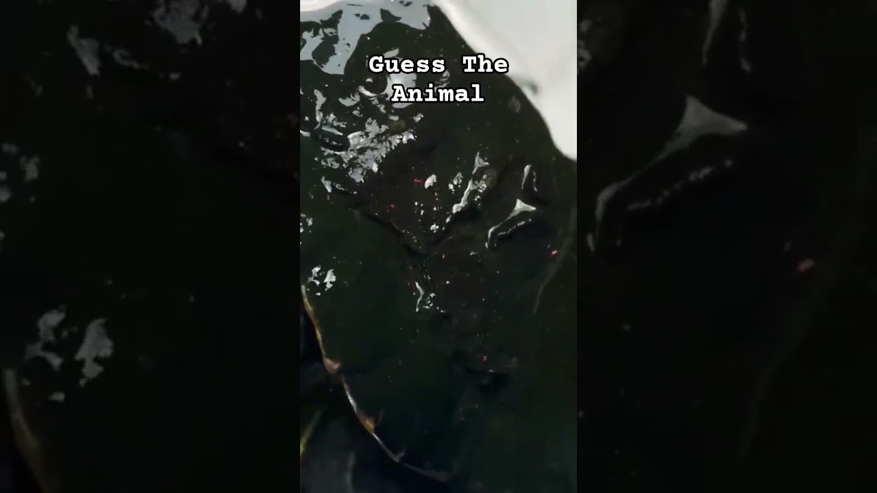 Alex #tortoise #save #humanity #animals #turtle #ytshorts #viralshorts #trending #aura #savage