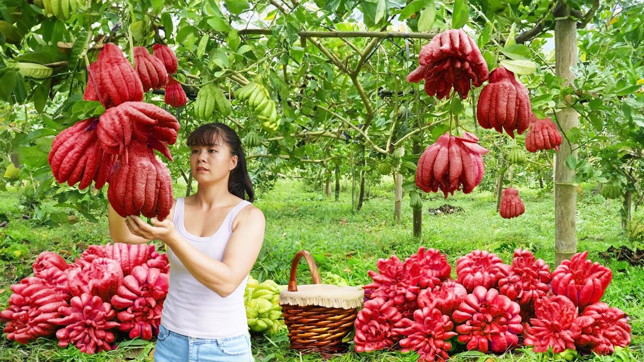 Harvesting Buddha's Hand Fruit Goes To Market Sell - Harvest salad greens | New Free Bushcraft