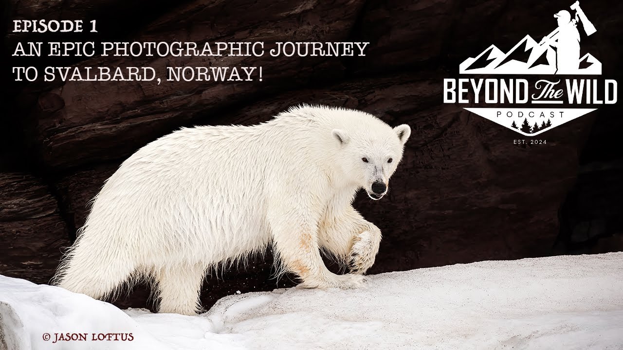 PHOTOGRAPHING WILD POLAR BEARS & MORE!