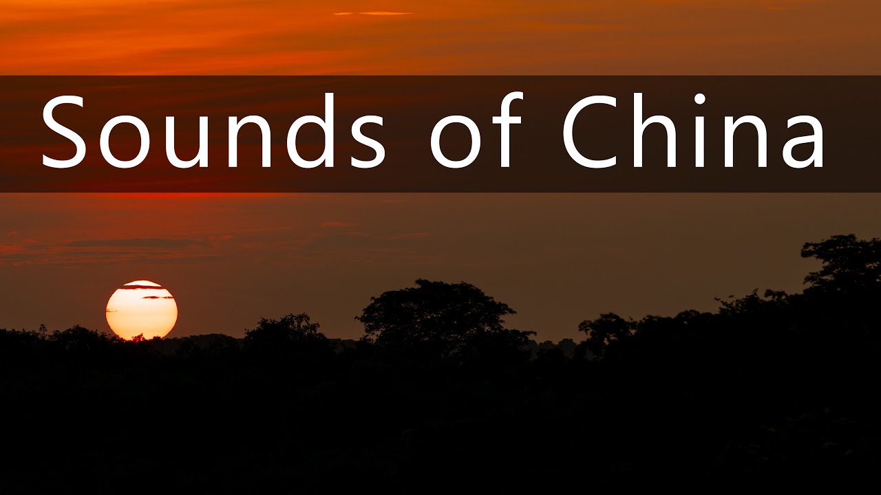 Sounds of the jungle at night