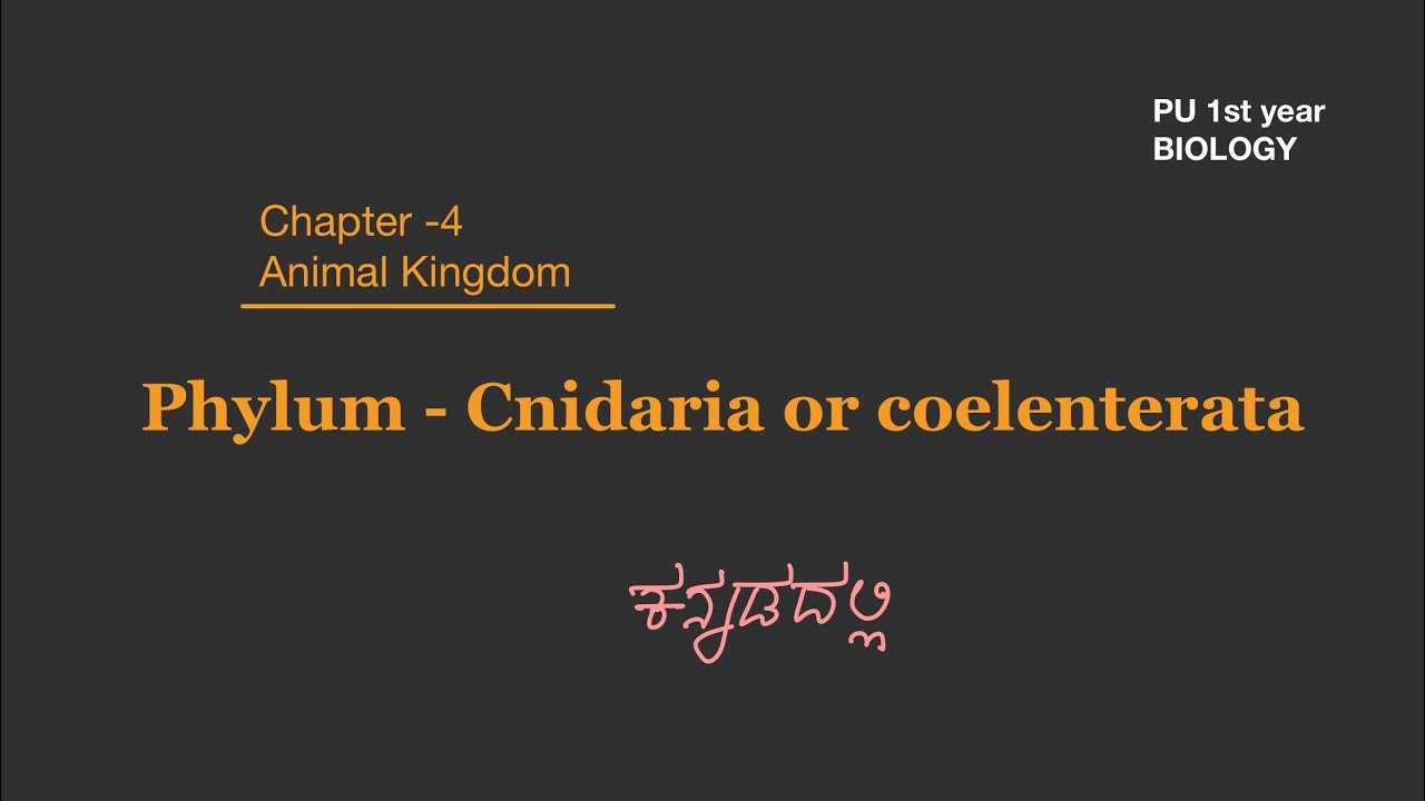 Phylum Cnidaria (Coelenterata) in Kannada | Class 11 / 1st PUC Animal Kingdom |easy explanation