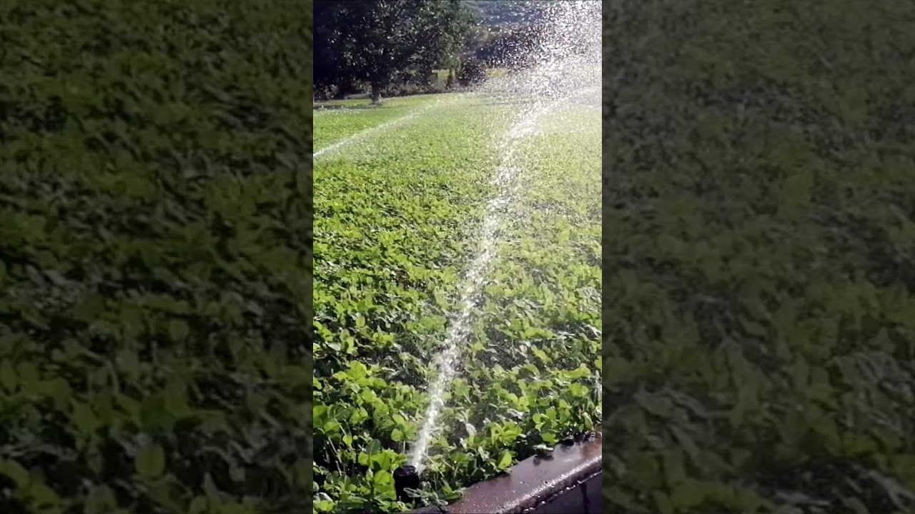 Hunter PGJ Rotor. Automatic Lawn Irrigation System
