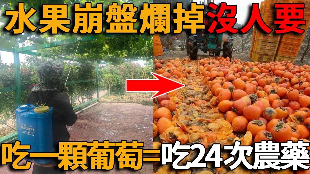 中國水果崩盤！貴族水果價格暴跌90%，爛掉都沒人要， 吃1顆葡萄相當於吃24次農藥！催熟劑、膨大劑、保鮮劑&hellip;&hellip;#峽谷課代表#水果#中國#經濟#農藥