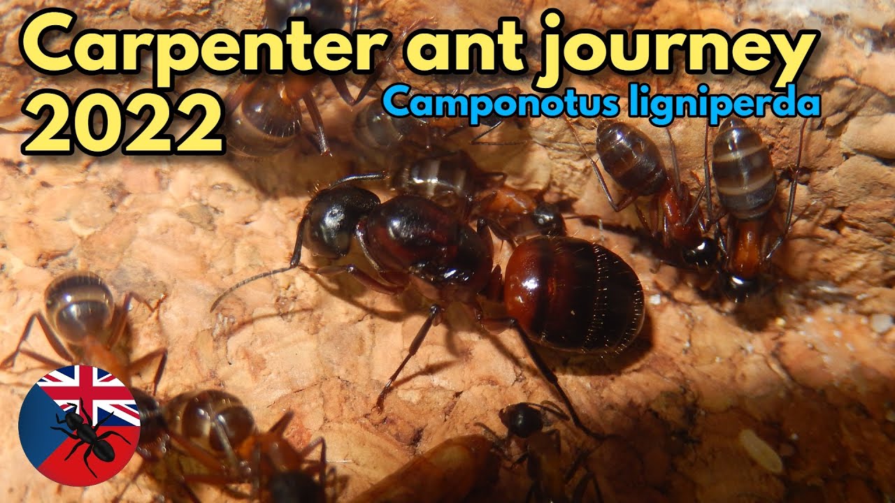 Worker development of the european Carpenter ant Camponotus ligniperda