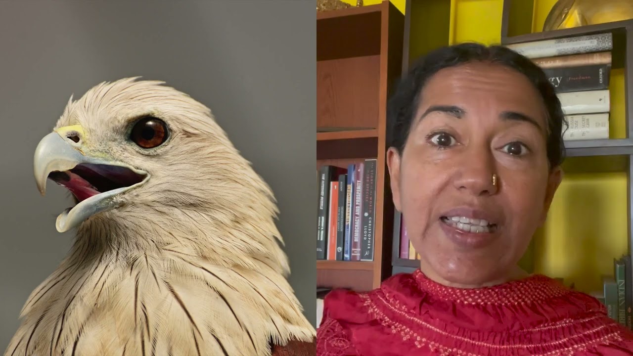 Episode 34: Amazing bird species: Brahminy Kite
