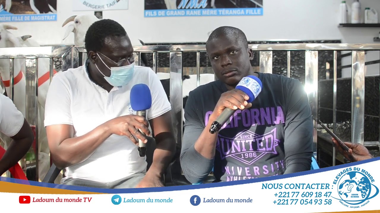 BERGERIE TAIF OUSSMANE GUEYE PARTIE 1 TELEPHONE 774279809
