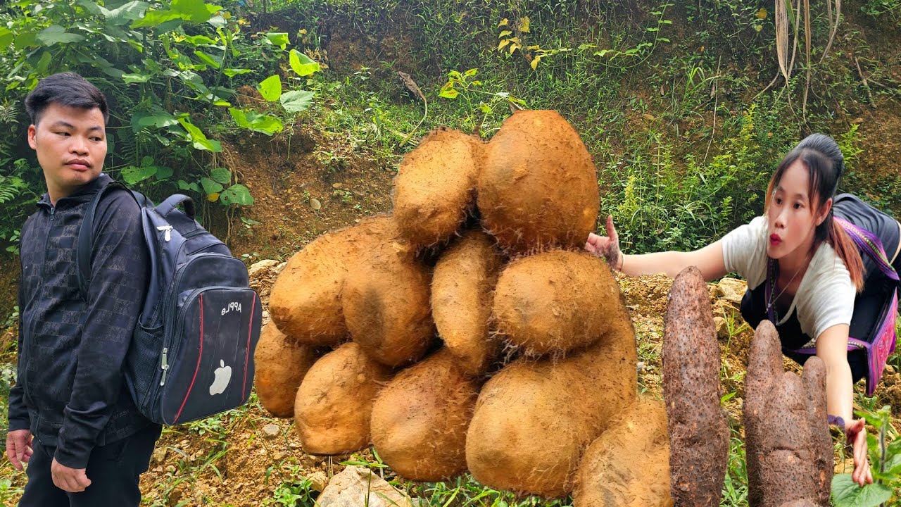 How to harvest wild tubers and why bring them to market?