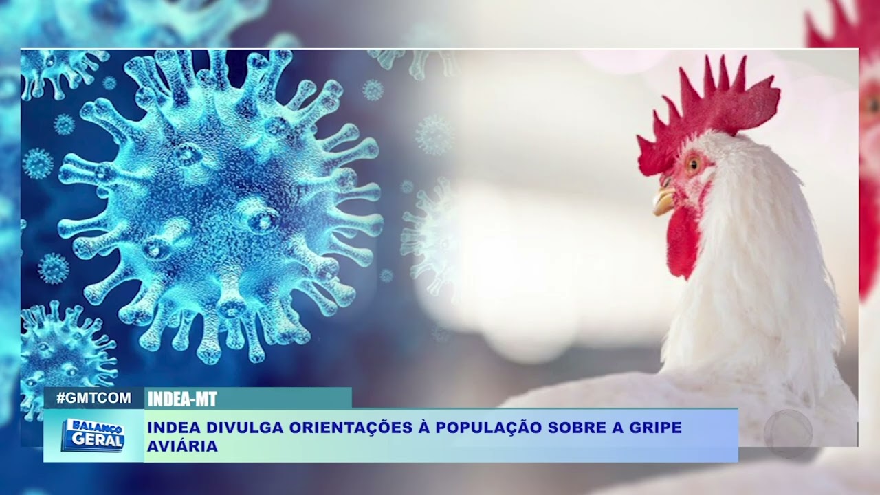 INDEA DIVULGA ORIENTAÇÕES À POPULAÇÃO SOBRE A GRIPE  AVIÁRIA