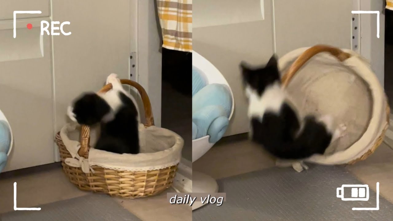 daily vlog/ 베이킹 연습/ 캐비넷 설치/ 나의 아가들🐶🐱