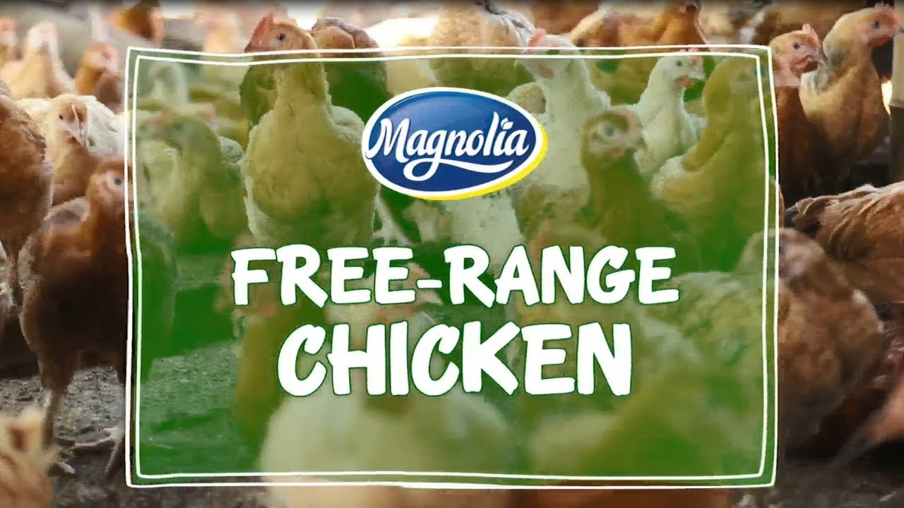 Inside the Magnolia Free Range Chicken Farm