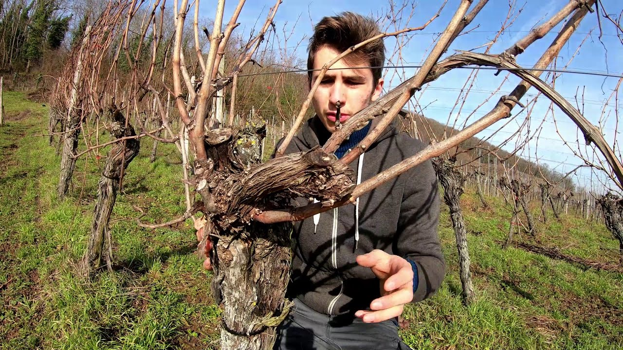 Comment tailler un pied de vigne en guyot double ? Taille 2021