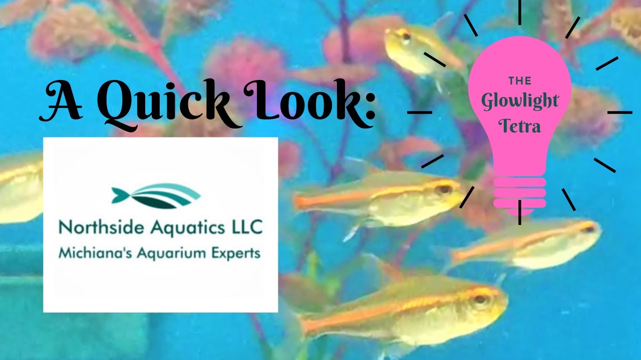 Glowlight Tetra Glimpse