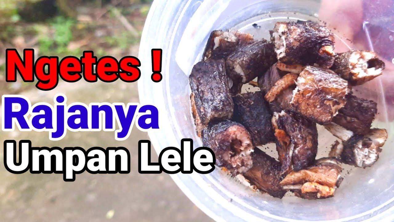 Tes Rajanya Umpan || Untuk Lele Mogok Makan Media Belut