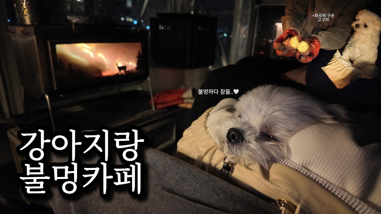 프라이빗 불멍카페에서 불멍하다 잠든 강아지