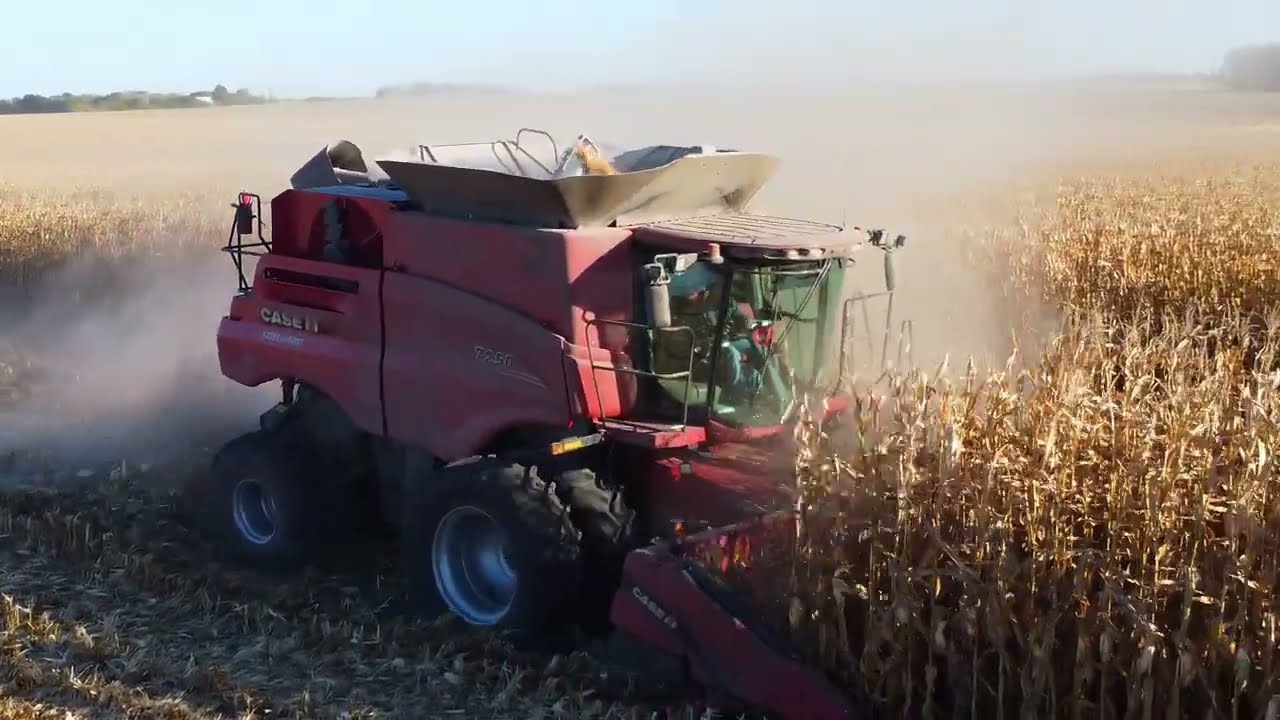Navinskey Corn Harvest 2024