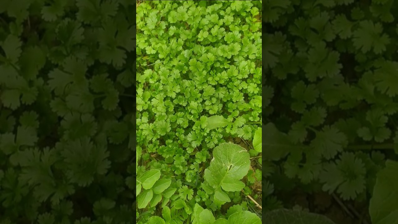 vegetable from kitchen garden #shorts #viral #garden #gardening