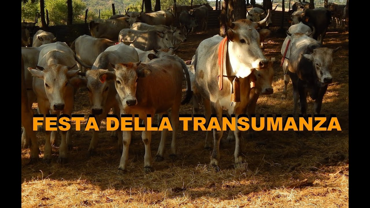 Festa della Transumanza a Perticaro - Umbriatico (KR).