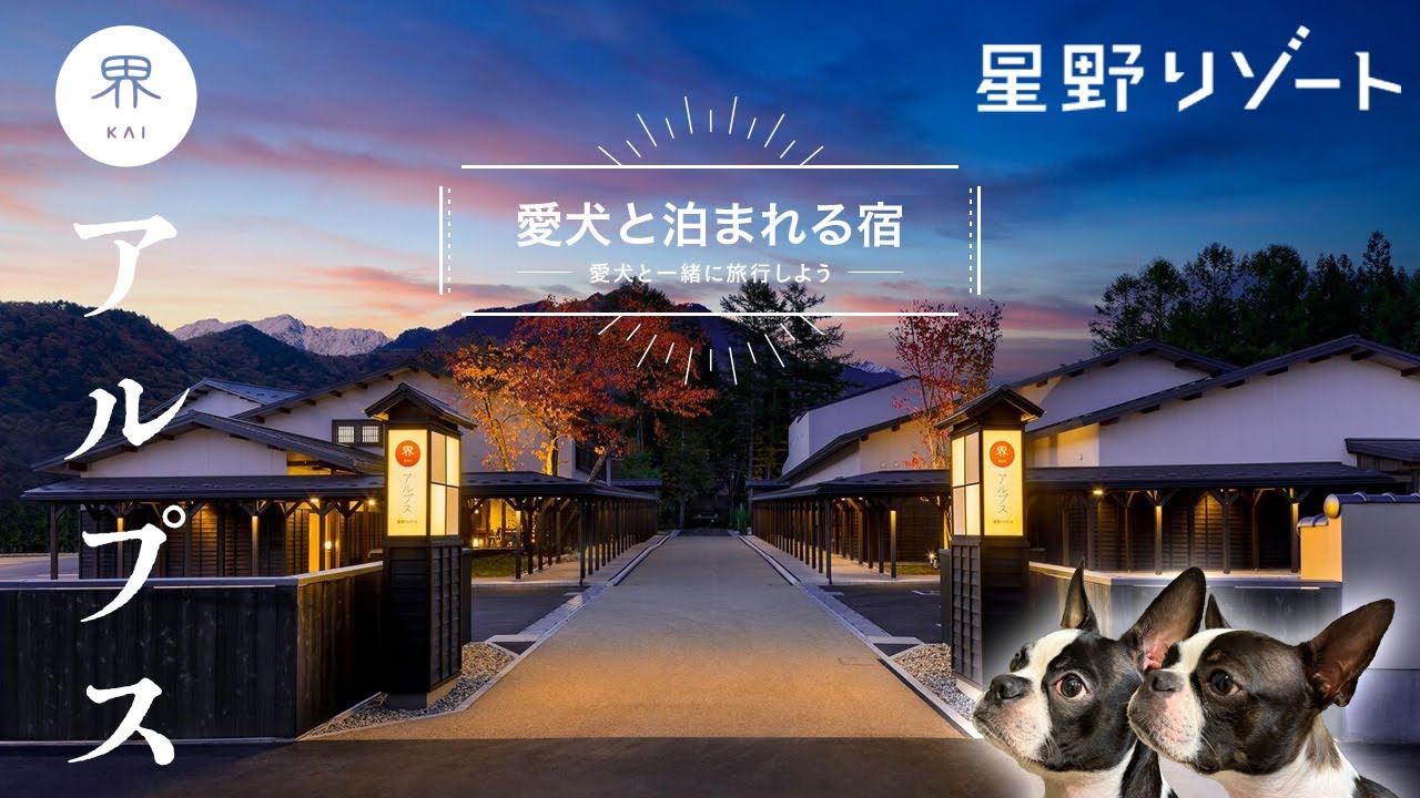【ボストンテリア】愛犬と憧れの星野リゾートに宿泊｜界 アルプス編