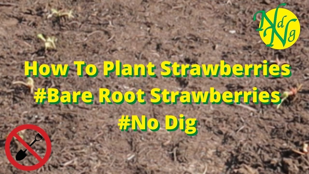 How To Plant Strawberries #Bare Root Strawberries #No Dig