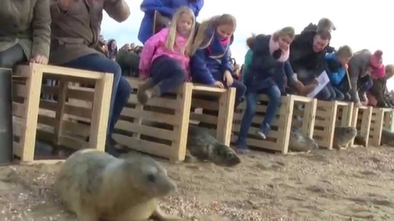 A Seal Stellendam