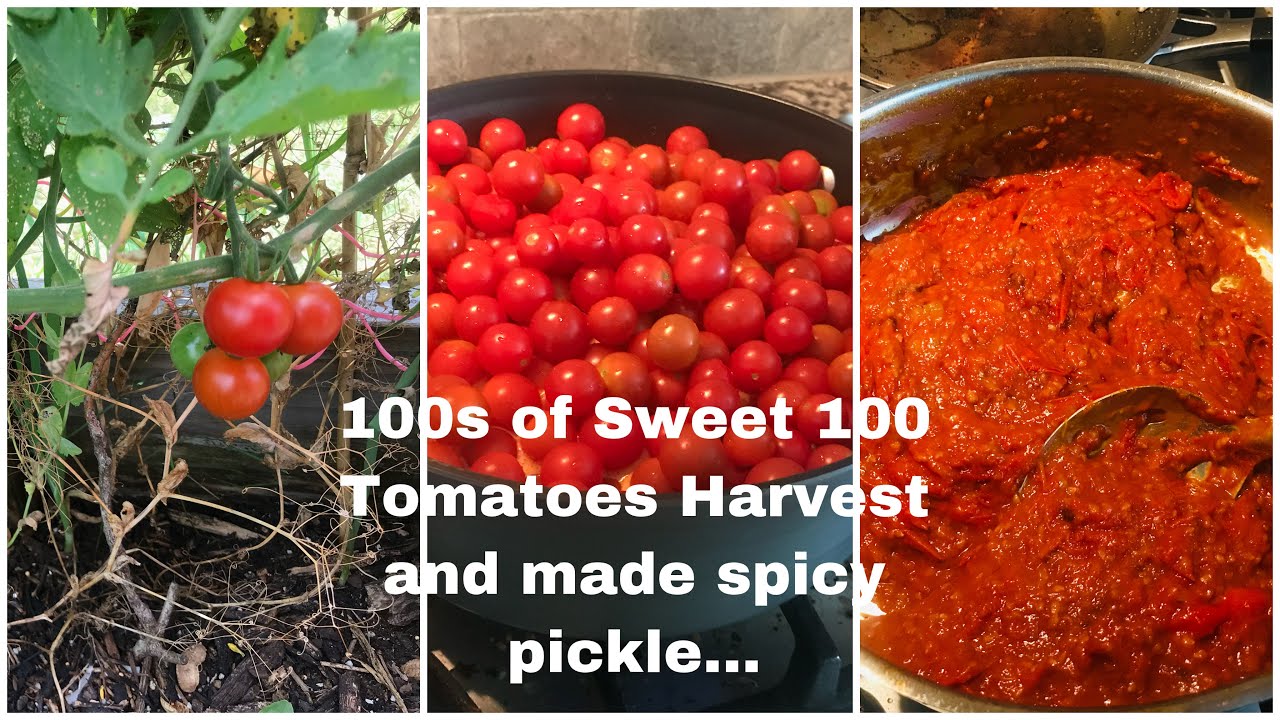 Harvested Sweet 100 Tomatoes | Over 300 harvested to make pickle (Organic Gardening)