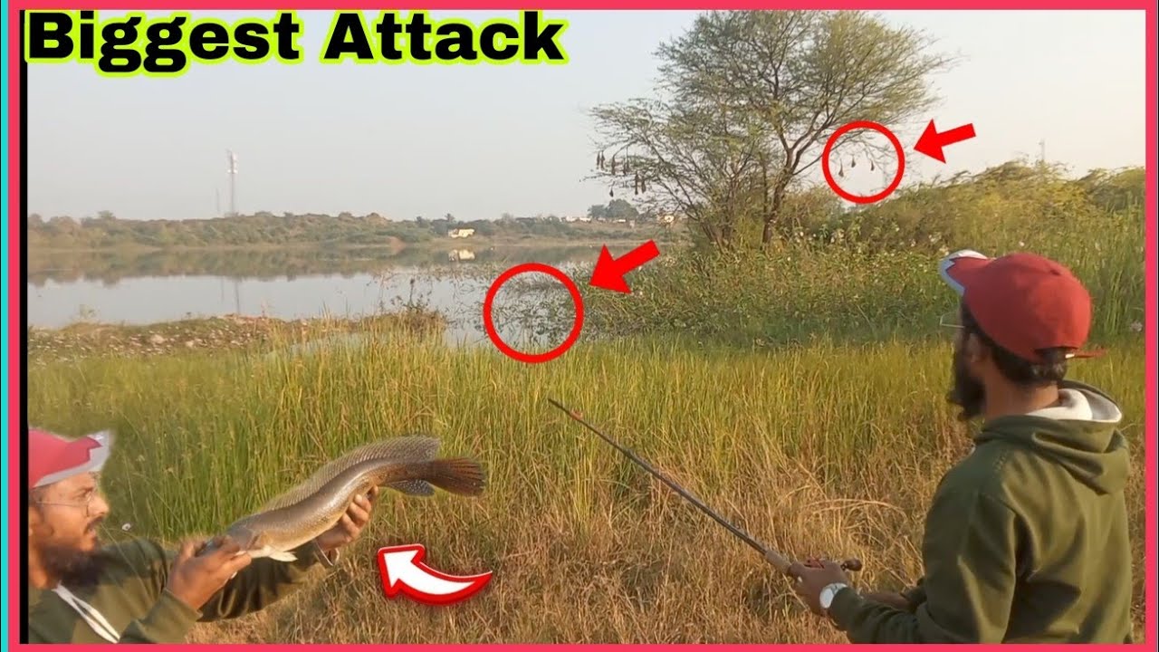 😱Live attack snakehead Fish Catch and release 😱 #snakeheadfishing #maralfishing #liveattack 