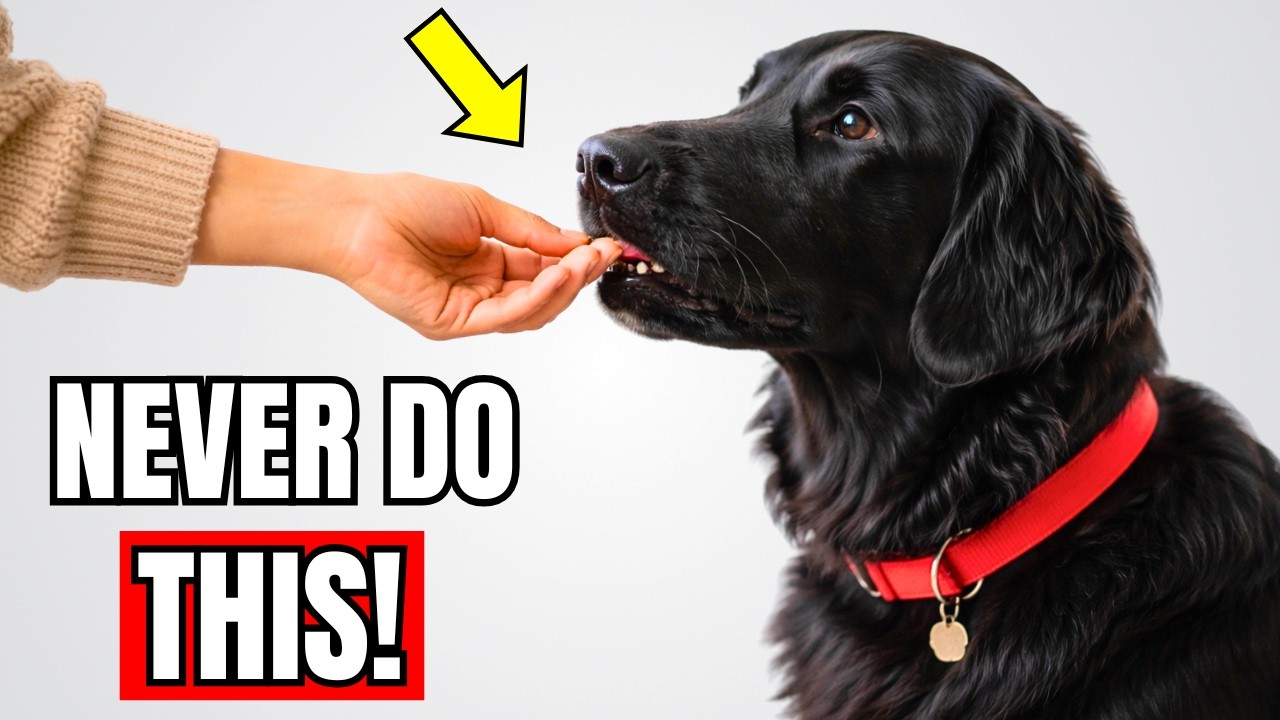 10 'Loving' Habits That Quietly Hurt Your Dog (Most Owners Commit #5)