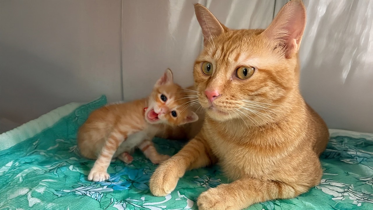 Драматичные кошки впервые стали мамами 🤣