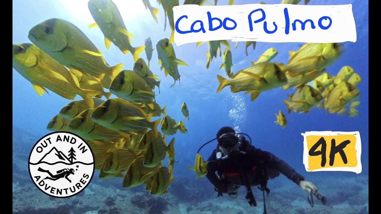 Clear Waters, Abundant Life... But Fading | SCUBA DIVING Cabo Pulmo | Insta360 X4