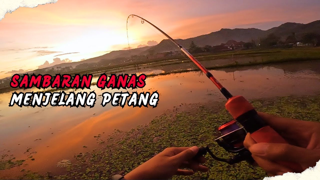 ULTRALIGHT CASTING‼️Makin Sore Ikanya Makin Ganas Sambaranya | Relix Gasak 1-3 lbs