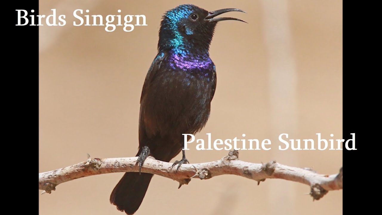 Birds Singing - Palestine Sunbird - Sounds of Nature