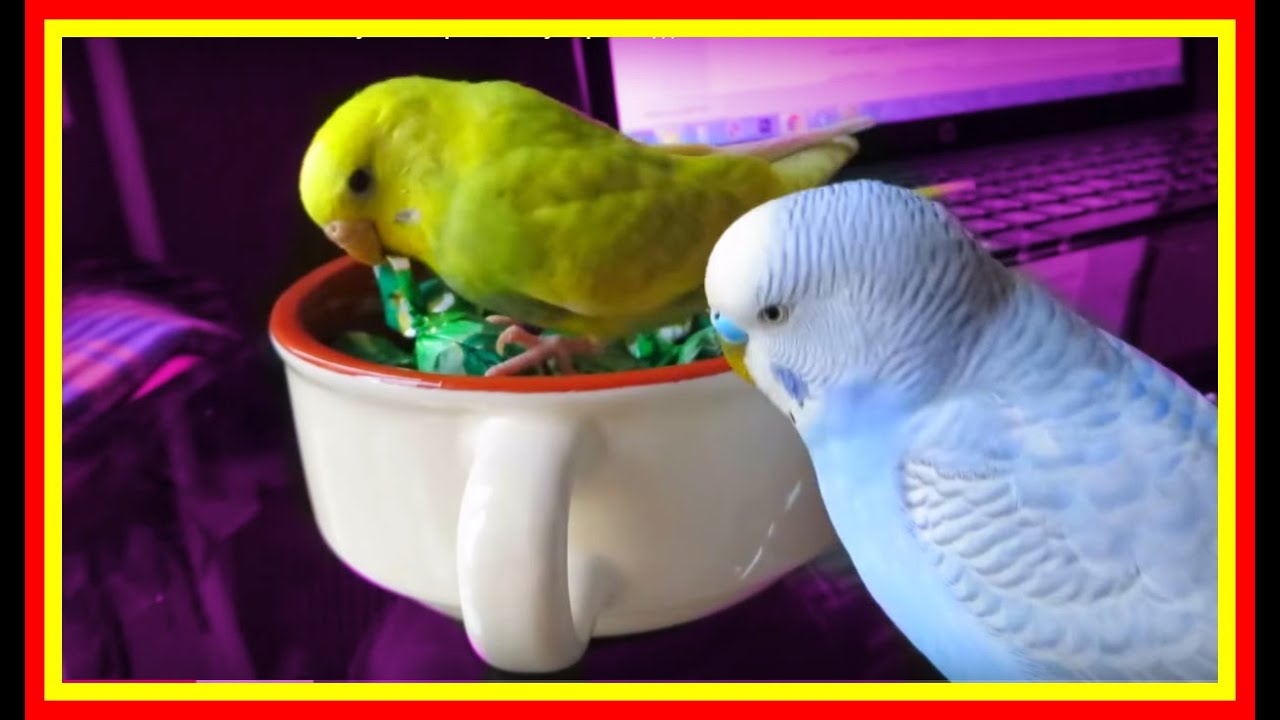 Прикольный смешной попугай🐥 играет конфетой🍬 #Птицы #игры