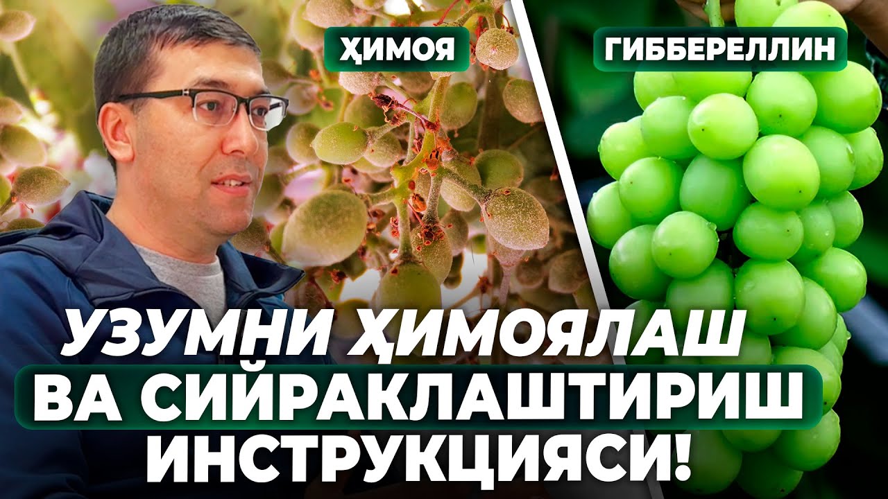 УЗУМНИ ҲИМОЯЛАШ ВА СИЙРАКЛАШТИРИШ ИНСТРУКЦИЯСИ! | ШУҲРАТ АБРОРОВ #shuhratabrorov #uzum #gibberellin