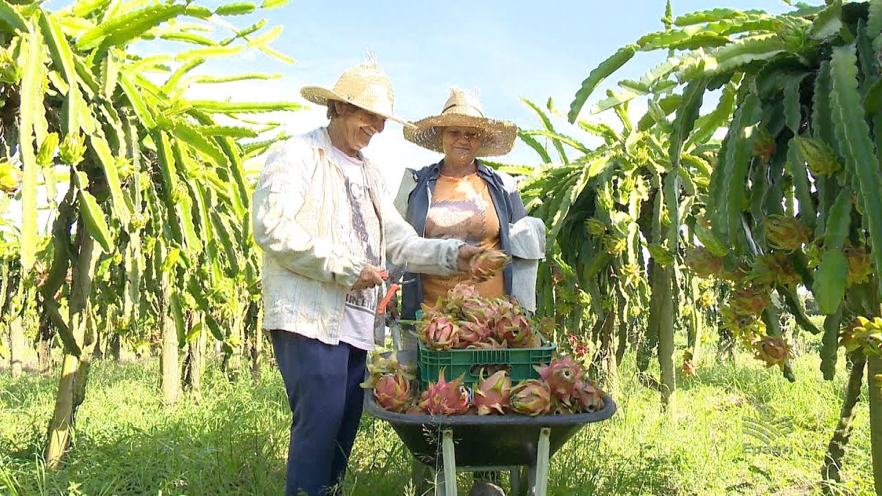 Pitaya na agricultura familiar
