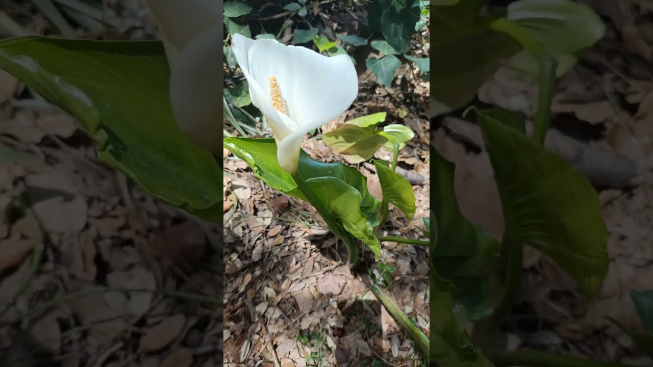New lily survives the winter & flowering#lily#flowering
