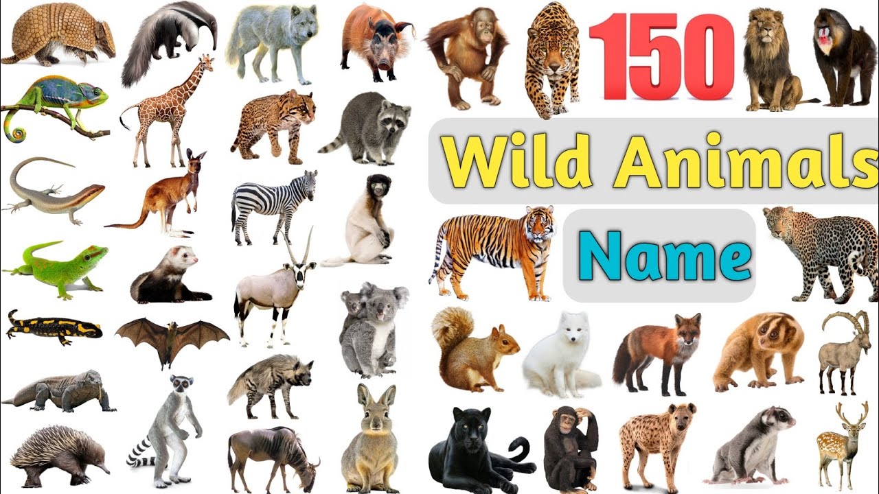 Wild Animals Vocabulary ll 150 Wild Animals Names In English With Pictures ll Jungle Animals Name